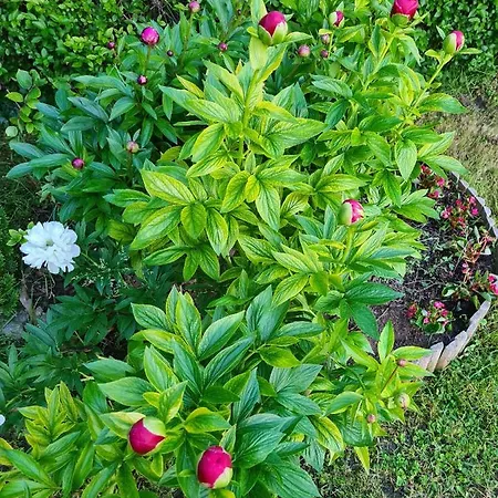 Agas Vendeghaz Guest house