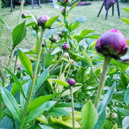 Agas Vendeghaz 3* Чопак