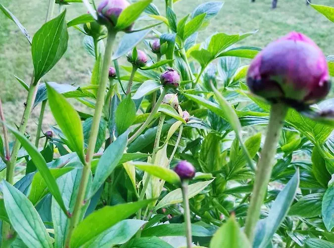 Agas Vendeghaz 3* Csopak