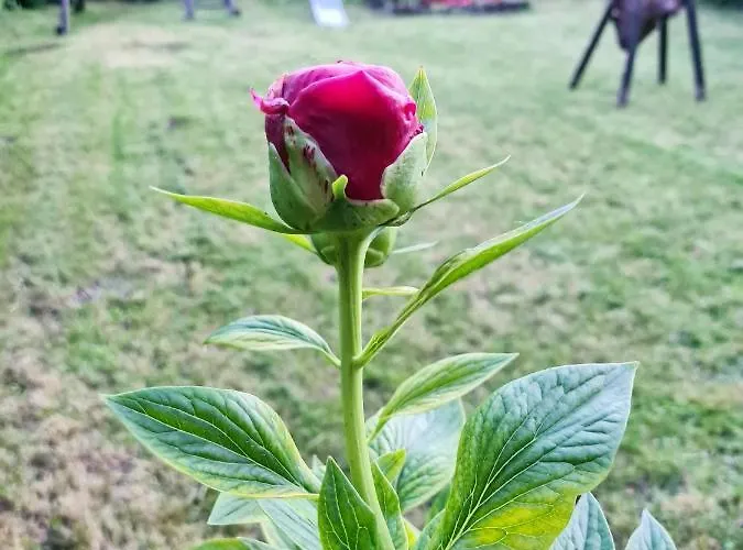 Affittacamere Agas Vendeghaz 3*